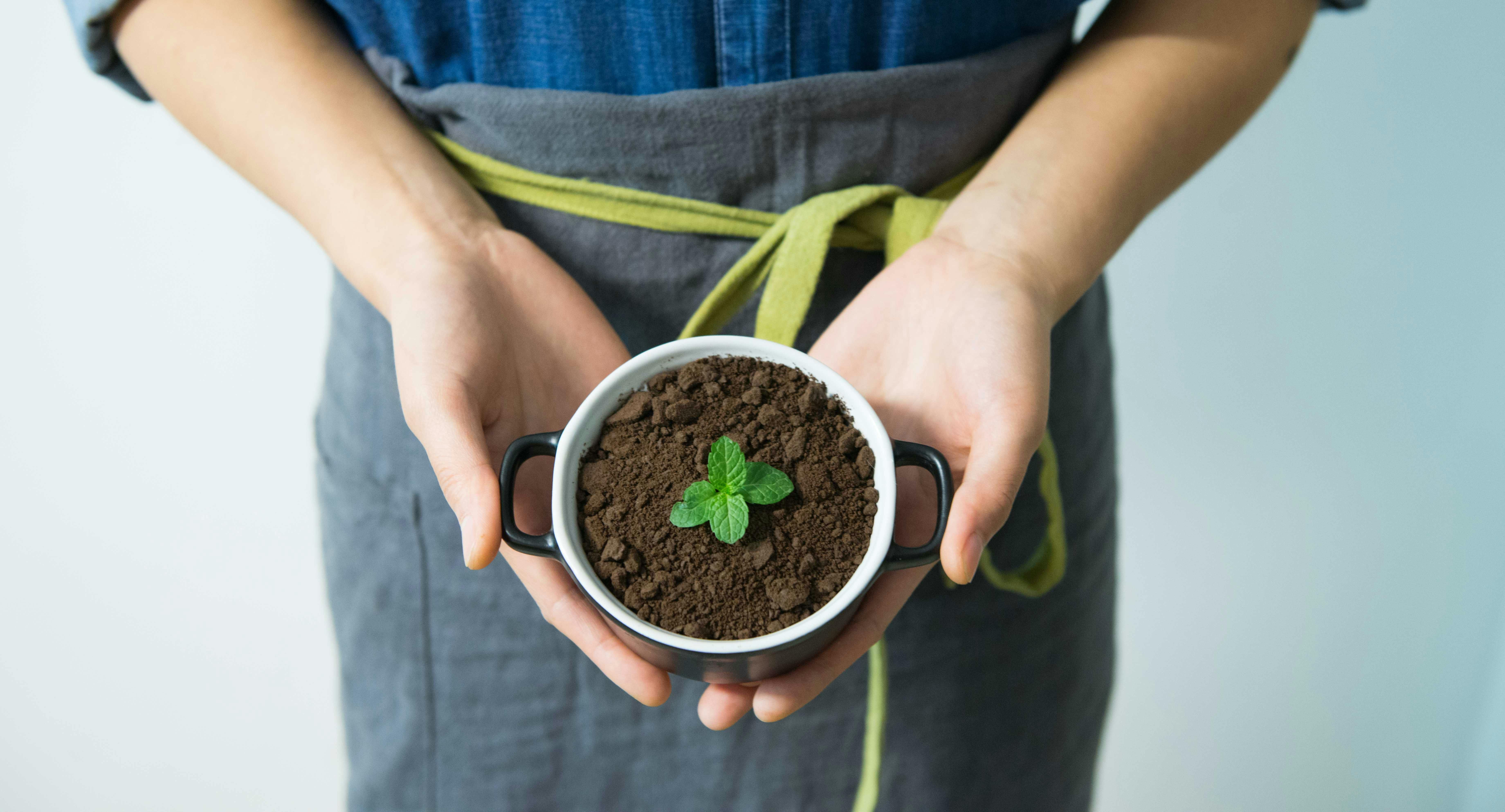 Fresh mint growing in a pot, illustrating its role in intermittent fasting