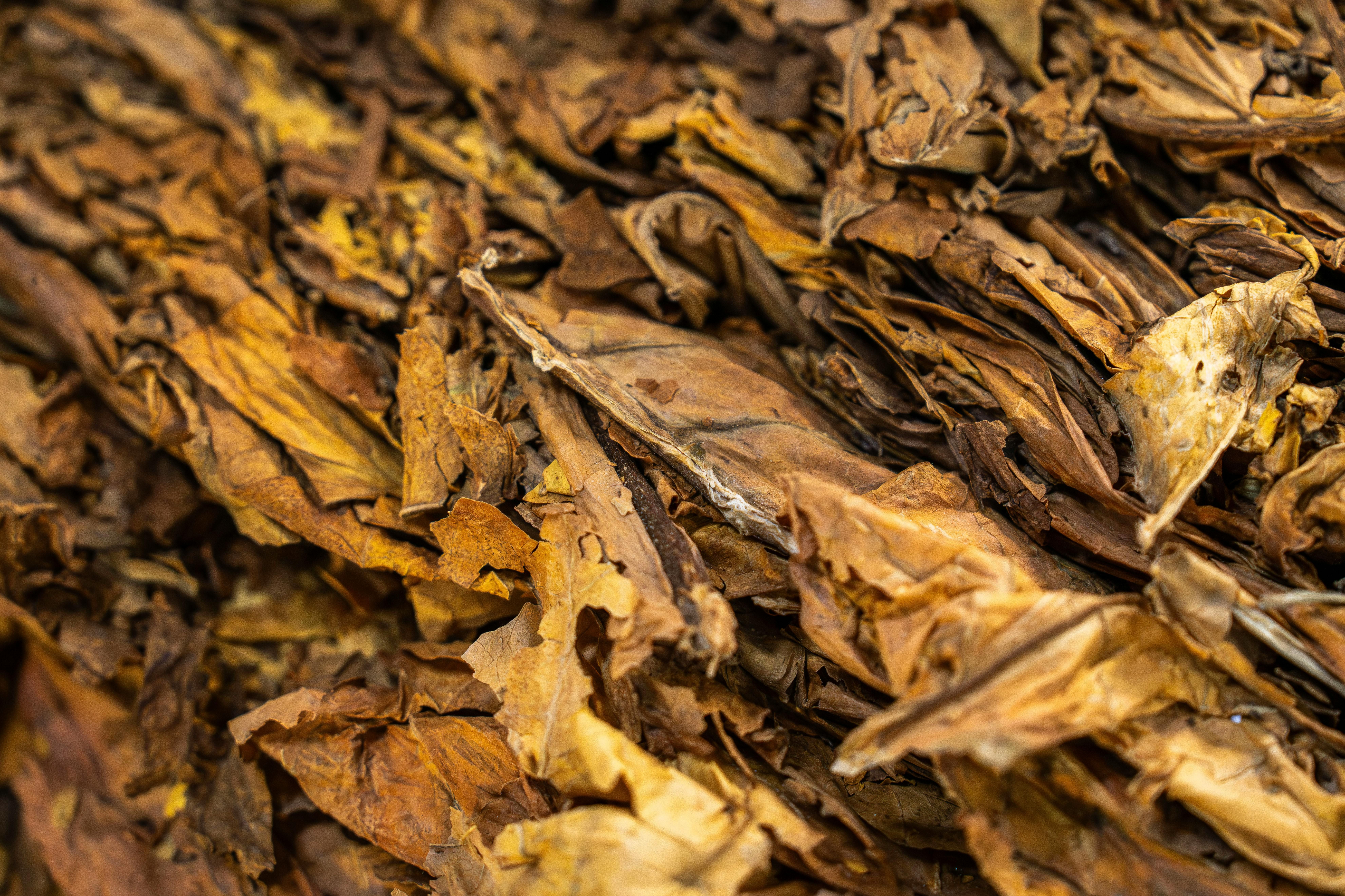 Tobacco Leaves: The Source of Snuff and Its Health Risks Close-up of fresh tobacco leaves, highlighting the source of snuff and its associated health risks.