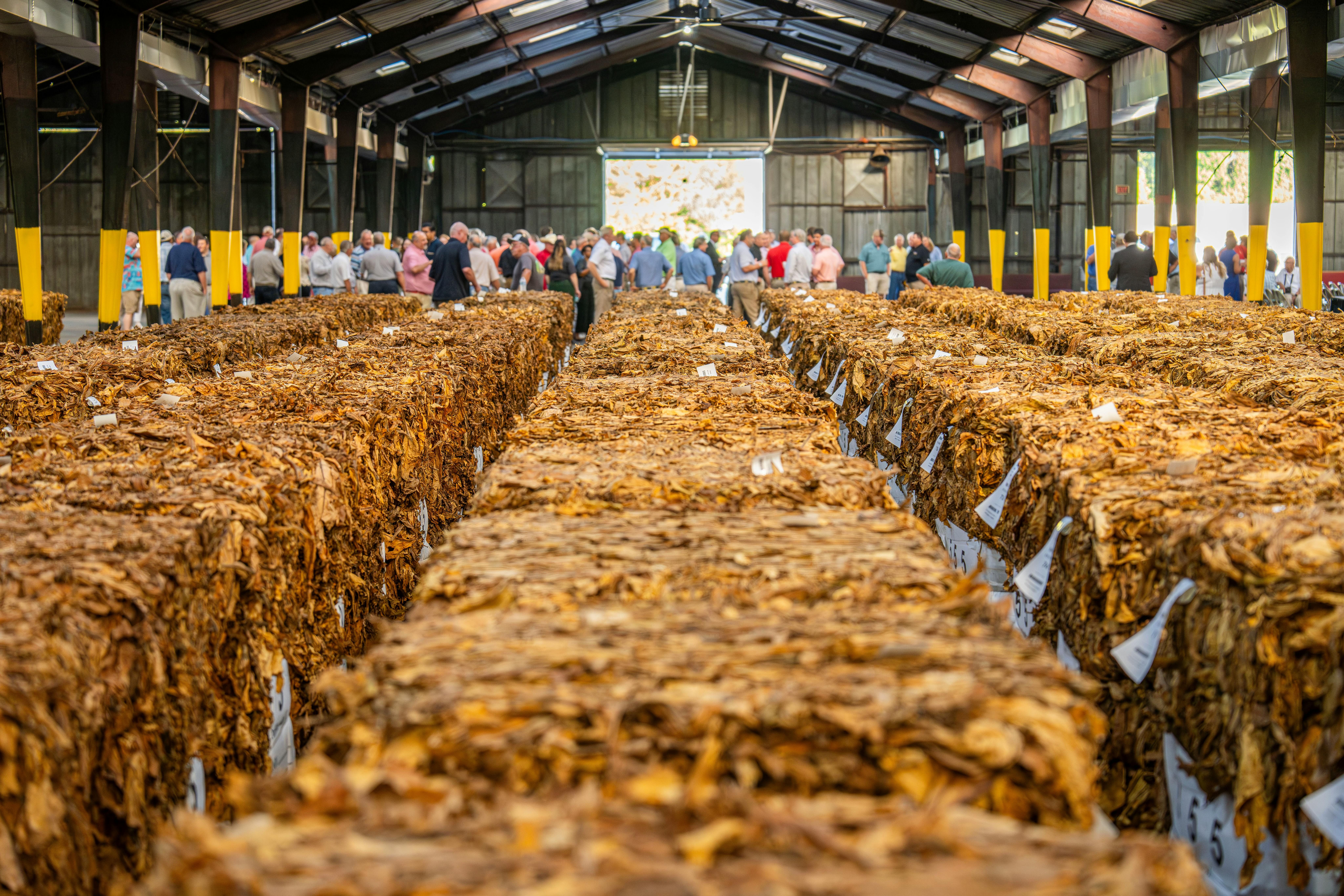 Tobacco Production Process: From Harvesting to Snus Manufacturing Image showing the production process of tobacco, from harvesting leaves to processing for snus products.